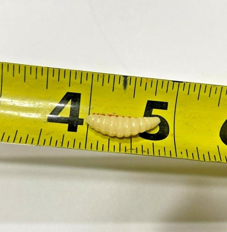 ice fishing .875'' Soft Plastic Ice Fishing Lure Maggot Bait for Panfish 100 pcs